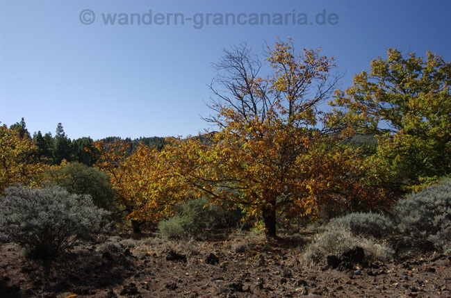 Herbststimmung im östlichen Zentrum von Gran Canaria